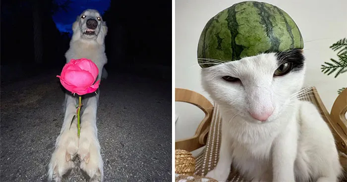 This Page Shared 63 Dog And Cat Photos That Capture Everything We Love About Our Pets