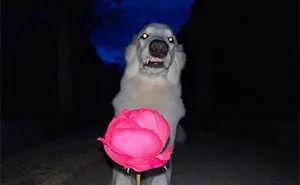 This Page Shared 63 Dog And Cat Photos That Capture Everything We Love About Our Pets