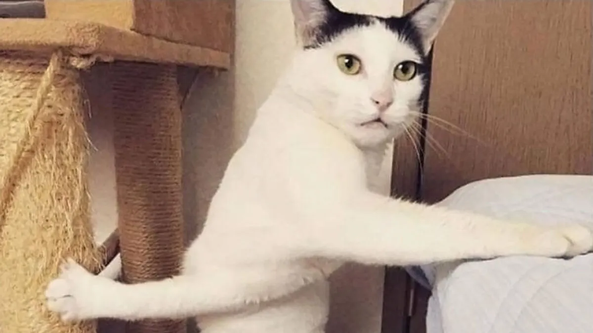 43 Hilarious Cat Memes Shared By This Page For Anyone Who Can't Get Enough Of These Troublemakers