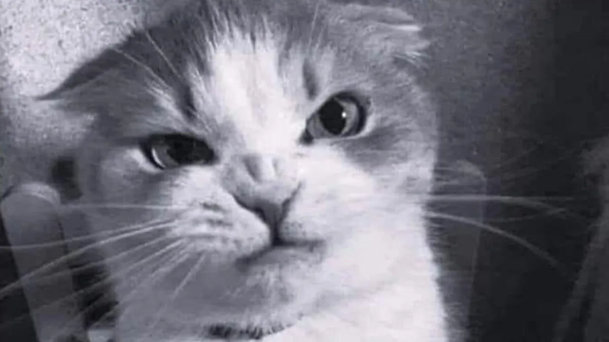This Page Shared 51 Memes That Perfectly Capture What It's Like To Live With Cats