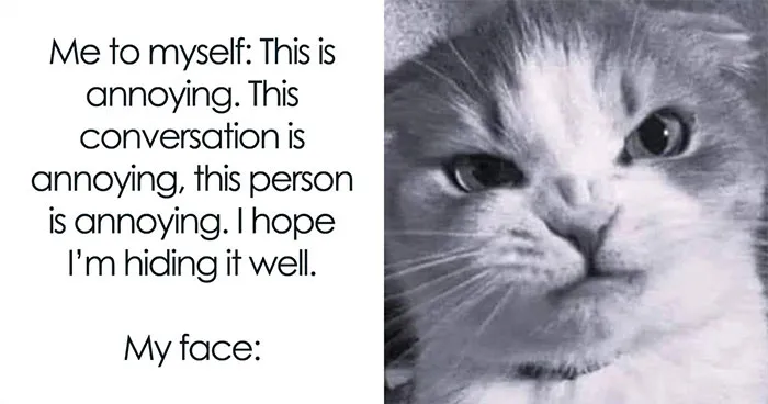 This Page Shared 51 Memes That Perfectly Capture What It's Like To Live With Cats