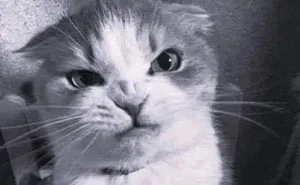 If You Live With A Cat, These 51 Funny Memes Shared By This Page Might Feel A Little Too Familiar