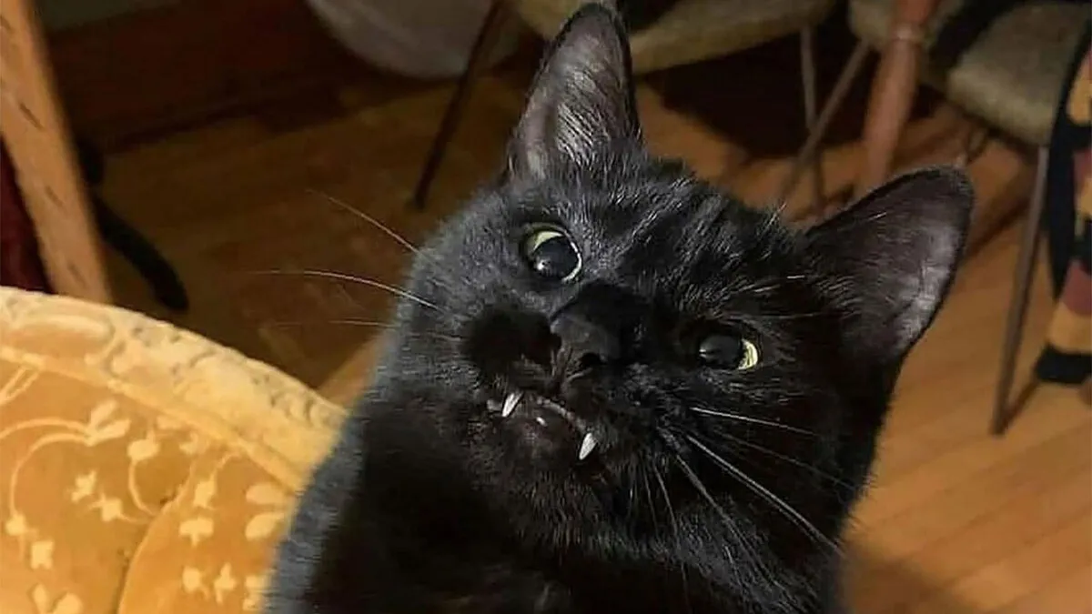 50 Funny And Adorable Black Cat Pics Shared By This Page To Celebrate Halloween