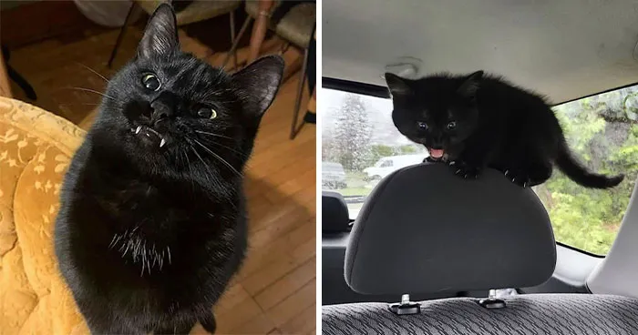 Forget Bad Luck, These 50 Black Cat Pics Shared By This Page Will Brighten Your Halloween