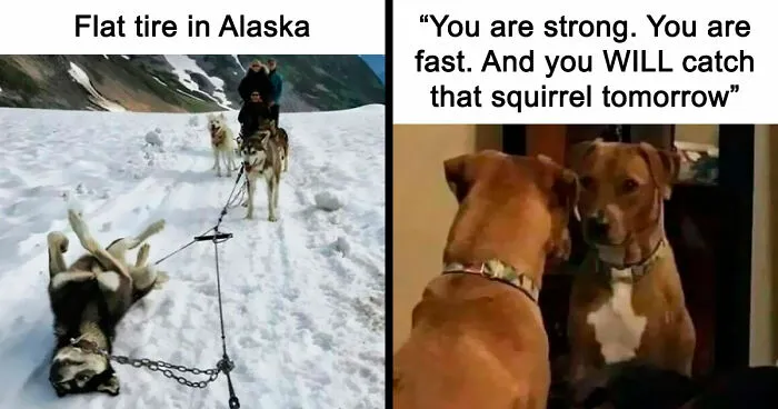 80 Delightfully Unhinged Dog Memes That Are Guaranteed to Brighten Your Day