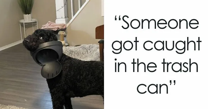 “Such A Good Boy”: 88 Dogs Who Got Caught In The Act And Had The Most Hilarious Reactions