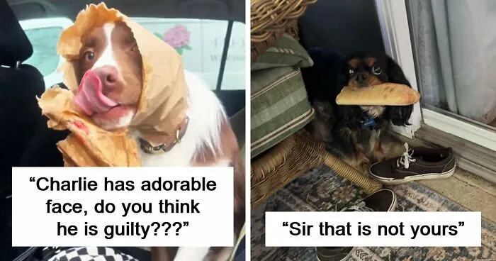 88 Times Dogs Decided Peace Is Too Boring And Went Looking For Trouble