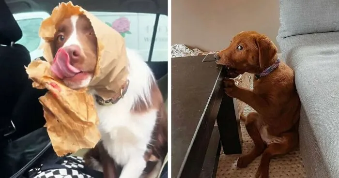 88 Times Dogs Decided Peace Is Too Boring And Went Looking For Trouble