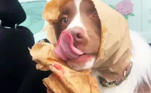 “Such A Good Boy”: 88 Dogs Who Got Caught In The Act And Had The Most Hilarious Reactions