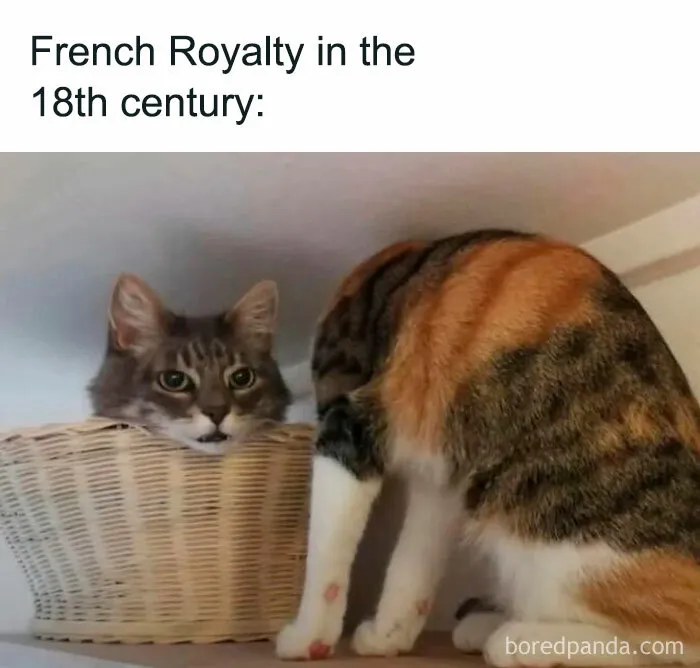 Humorous cat meme captioned French Royalty in the 18th century with a cat's head stuck in a basket