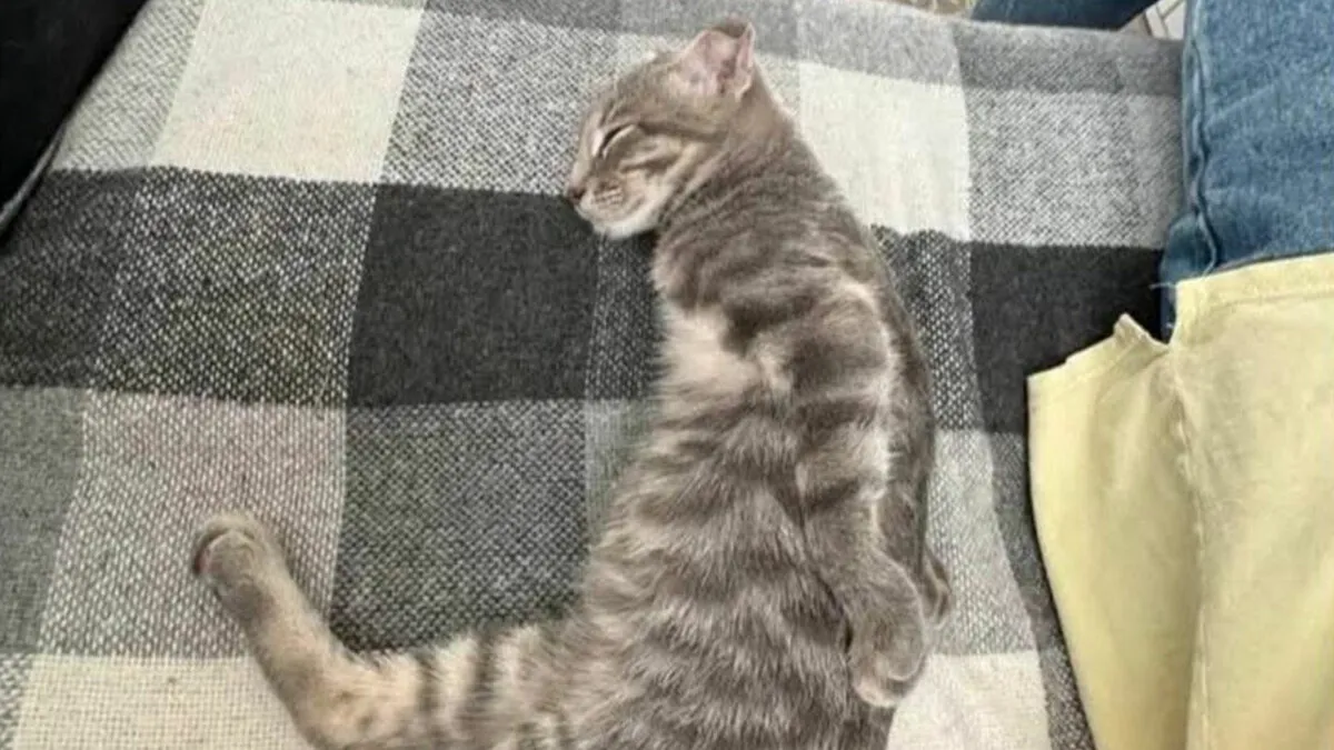 45 Hilarious Posts Shared By “Love Animal Memes” That Might Make Your Day