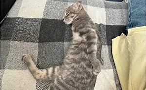 45 Hilarious Posts Shared By “Love Animal Memes” That Might Make Your Day
