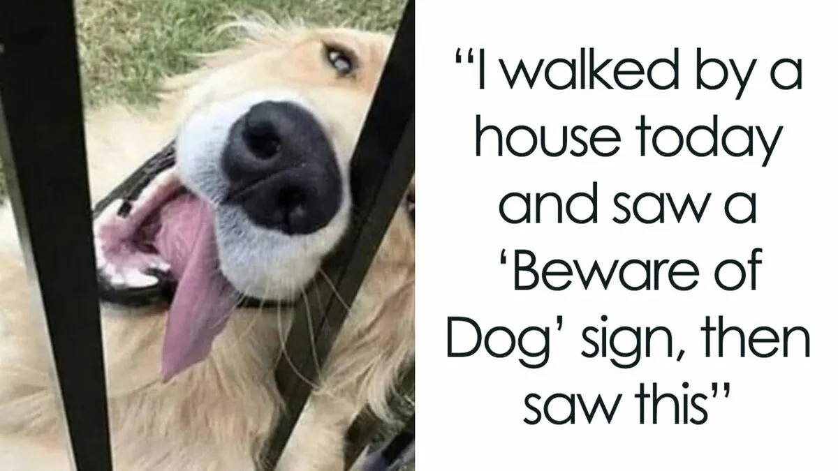 31 New Dog Memes Shared By This Page For Anyone Who Knows Dogs Are Pure Chaos