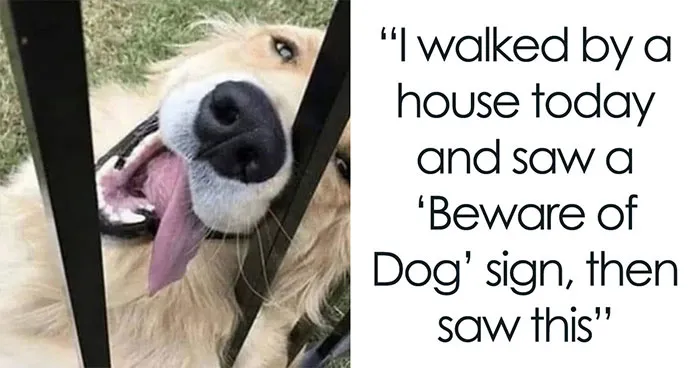 31 New Dog Memes Shared By This Page For Anyone Who Knows Dogs Are Pure Chaos