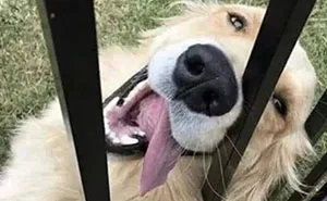 31 New Dog Memes Shared By This Page For Anyone Who Knows Dogs Are Pure Chaos