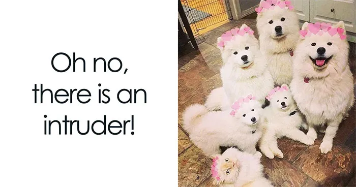 This Page Shared 50 Adorable And Funny Dog Memes