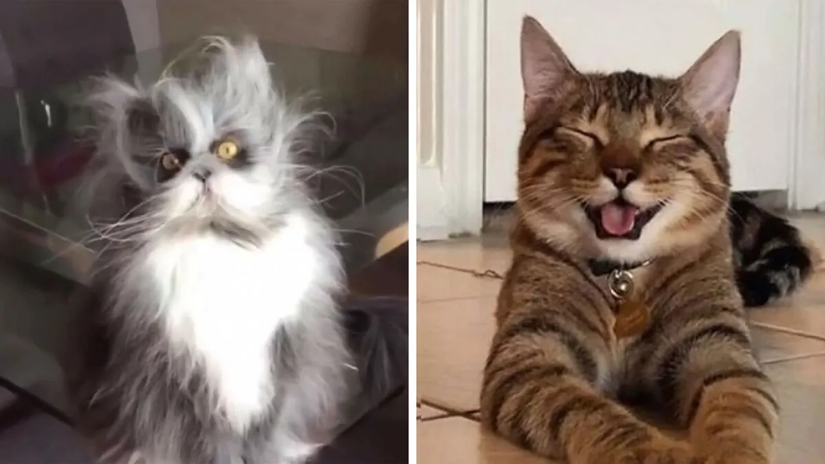 This Page Shared 40 Cat Memes That Prove Feline Expressions Are Perfect For Just About Any Situation
