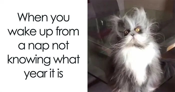 40 Funny And Relatable Cat Memes Shared By This Page That Might Make You Laugh A Little Too Hard