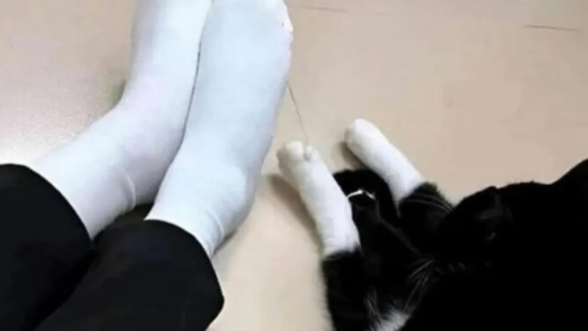 This Page Shared 30 Funny Posts That Prove Cats Will Never Stop Doing The Weirdest Things