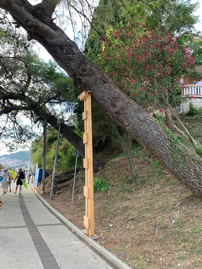 A large leaning tree supported by a wooden post along a path, showcasing improvised Slavic engineering.