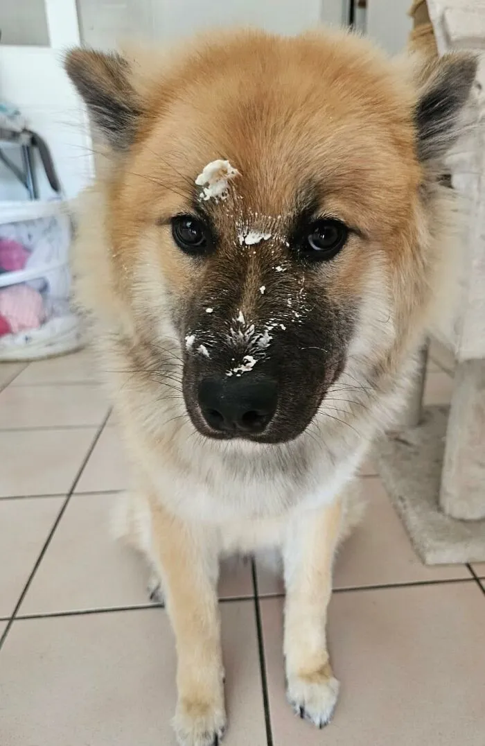 Dog with cream and brown fur has white cream smeared on its face