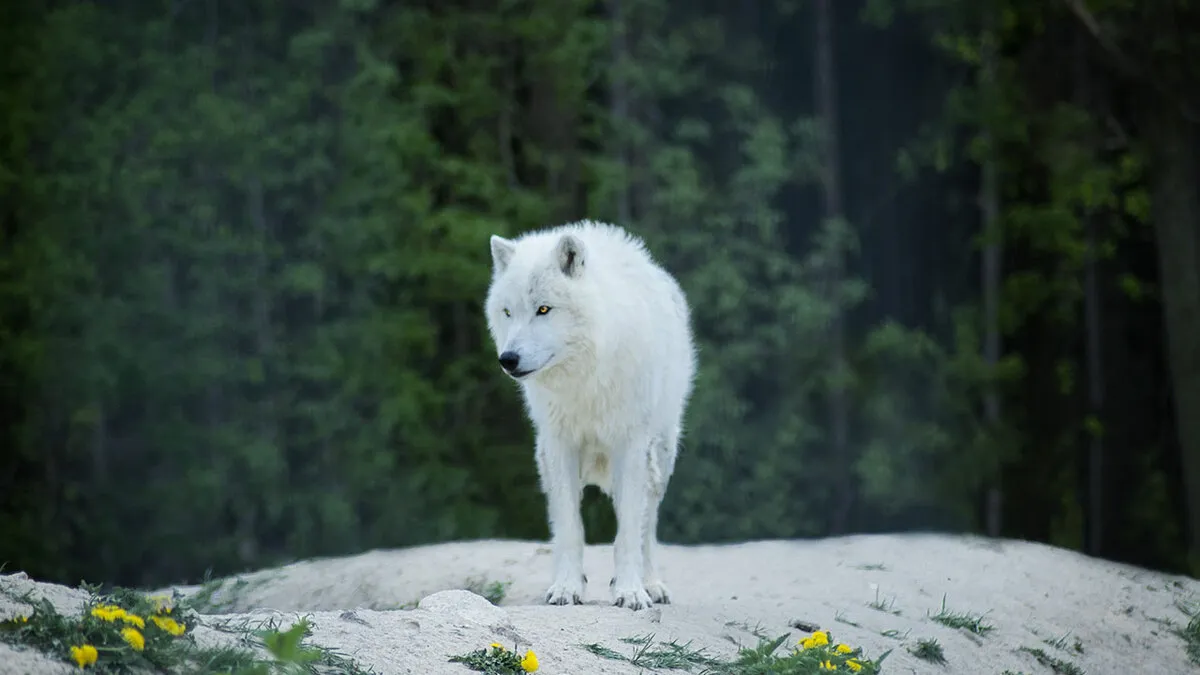 Dire Wolves Created From A 13,000-Year-Old Tooth And A 72,000-Year-Old Skull Reach Adulthood