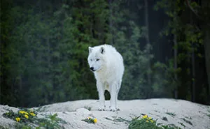 Dire Wolves Created From A 13,000-Year-Old Tooth And A 72,000-Year-Old Skull Reach Adulthood