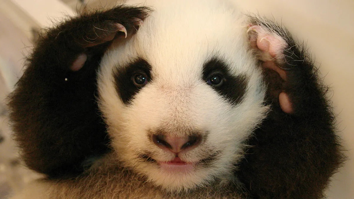 Meet The Giant Pandas Behind One Of China's Proudest Conservation Wins, In A New Photo Book (12 Pics)