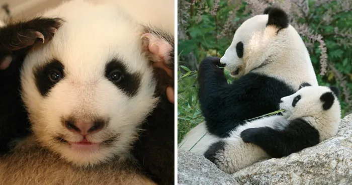Meet The Giant Pandas Behind One Of China's Proudest Conservation Wins, In A New Photo Book (12 Pics)