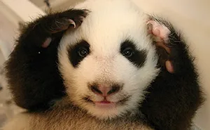 Meet The Giant Pandas Behind One Of China's Proudest Conservation Wins, In A New Photo Book (12 Pics)