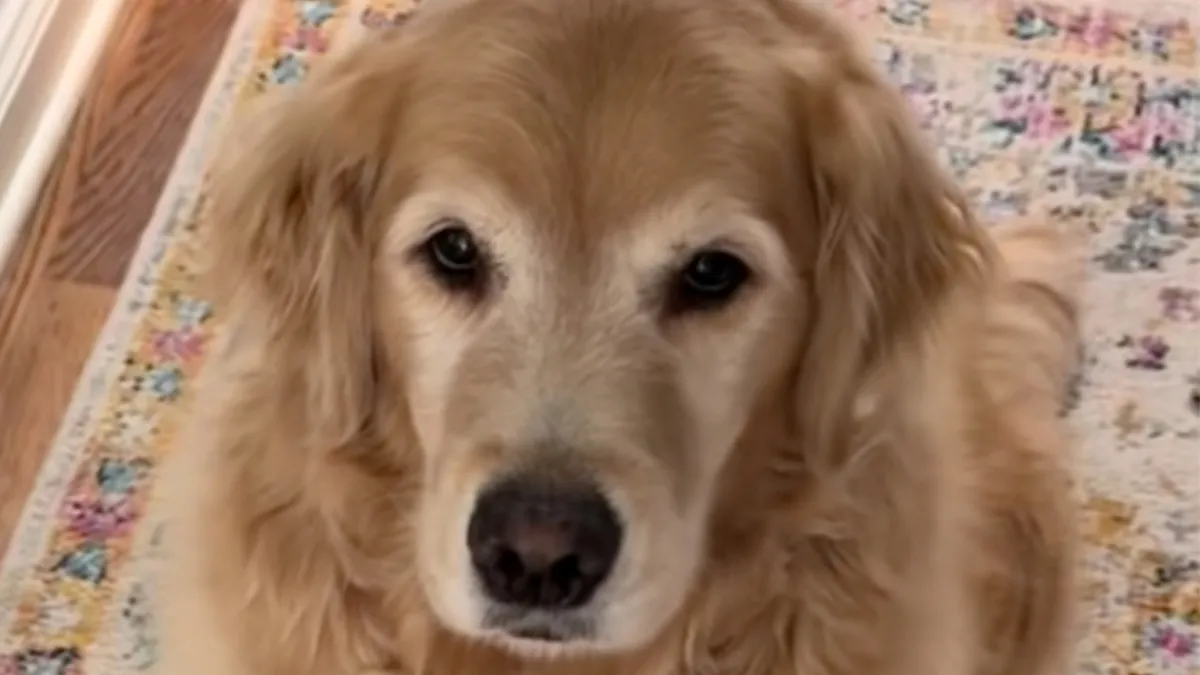 "We Do Not Deserve Dogs": Golden Retriever Wins Hearts Online With Her Nanny Duties