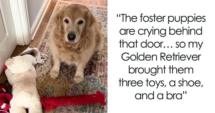 "We Do Not Deserve Dogs": Golden Retriever Wins Hearts Online With Her Nanny Duties