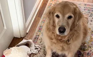 "We Do Not Deserve Dogs": Golden Retriever Wins Hearts Online With Her Nanny Duties