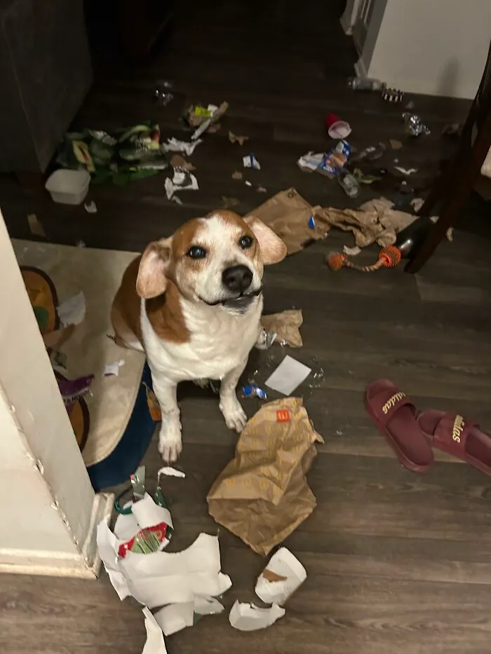 Beagle surrounded by torn paper and trash on wooden floor