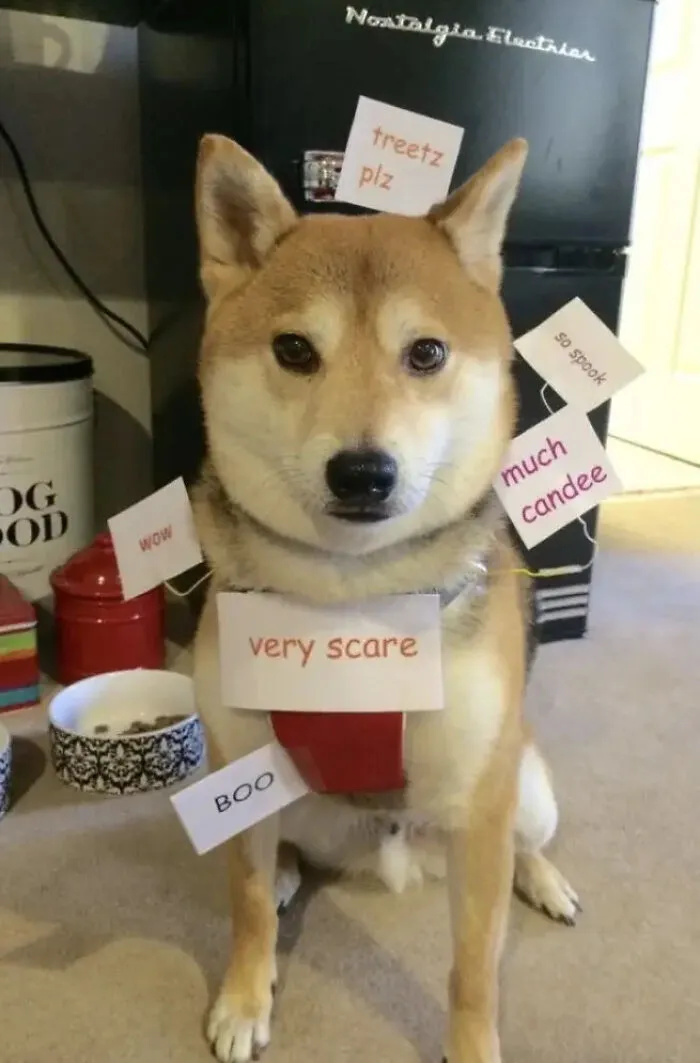 Shiba Inu dog covered in text signs as a meme pet Halloween costume.
