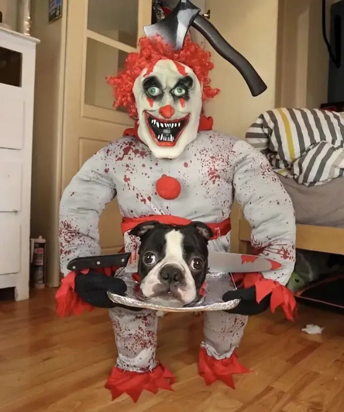 Boston terrier dog dressed up in a spooky killer clown pet Halloween costume.