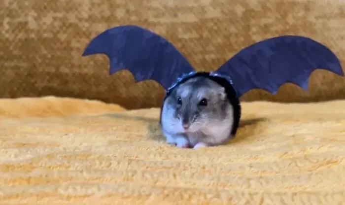 Cute hamster wearing dark bat wings as a pet Halloween costume.