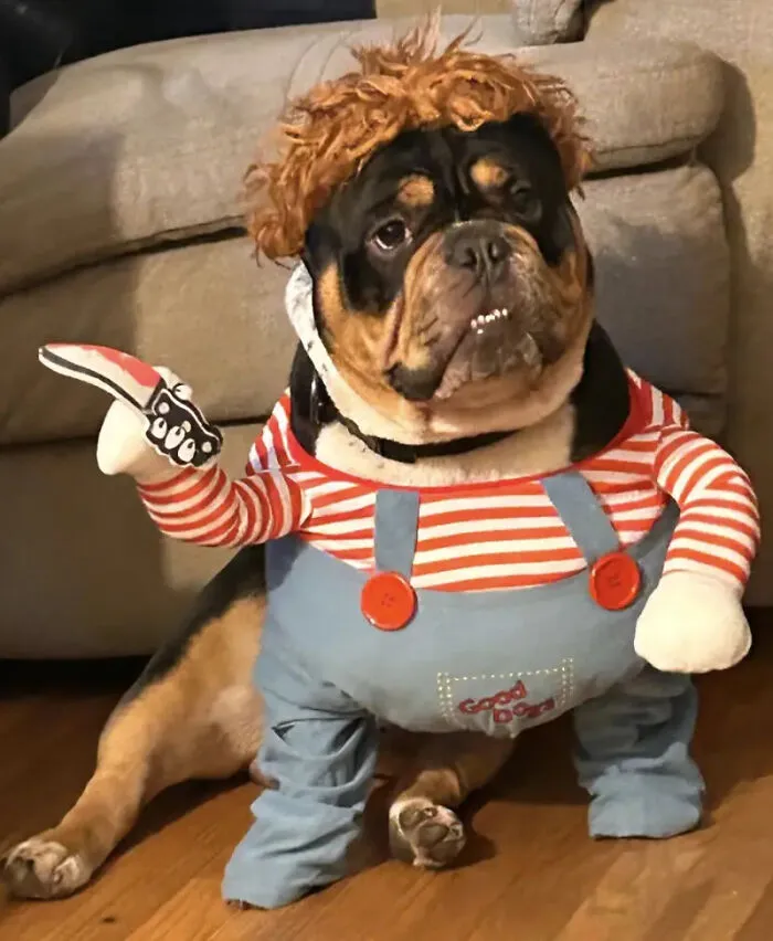 An English bulldog dressed as Chucky for creative pet Halloween costumes.
