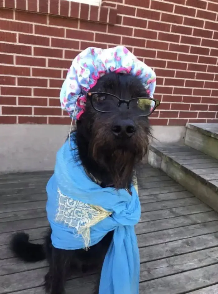 A black dog wearing a bonnet, glasses, and shawl for a pet Halloween costume.