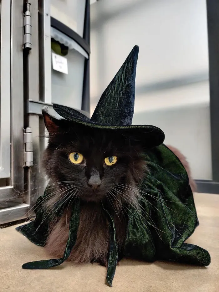 Black cat wearing a green velvet witch hat and cape for a pet Halloween costume