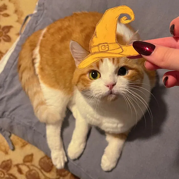 Orange and white cat with a paper witch hat cutout as a cute pet Halloween costume