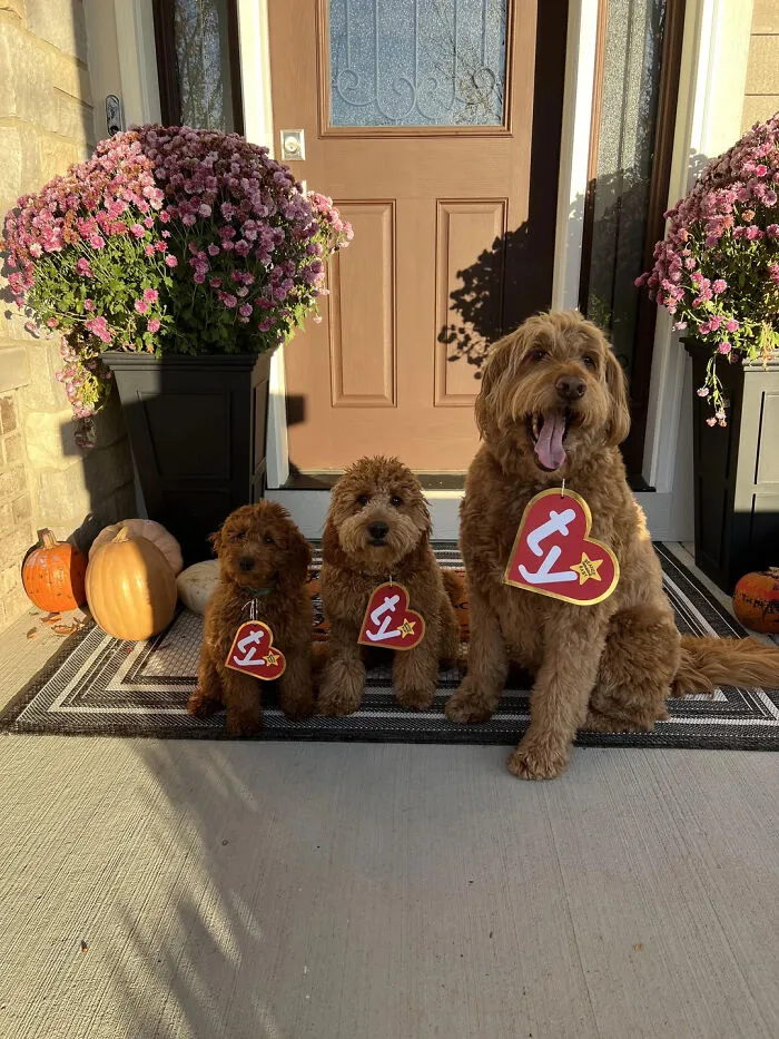 Three brown dogs wearing Beanie Baby tags as creative pet Halloween costumes on a porch