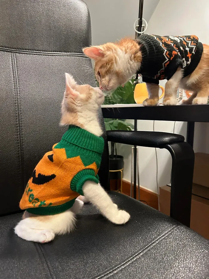 Two ginger kittens wearing festive sweaters touching noses, showcasing creative pet halloween costumes