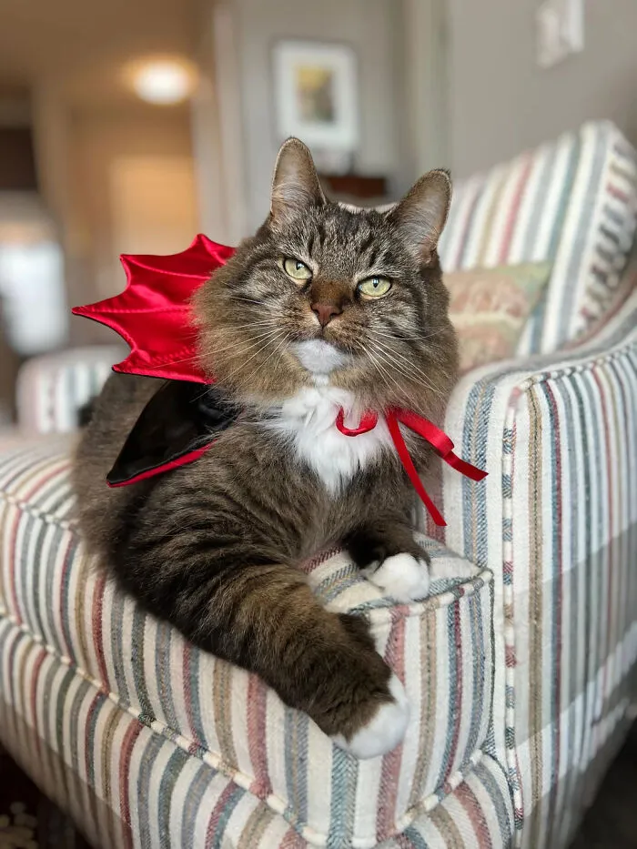 A tabby cat relaxing on an armchair while wearing a red vampire cape pet Halloween costume.