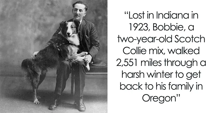 These 27 Animals Had No Idea They Were Heroes, But Their Stories Made Headlines Worldwide, As Shared By This Page
