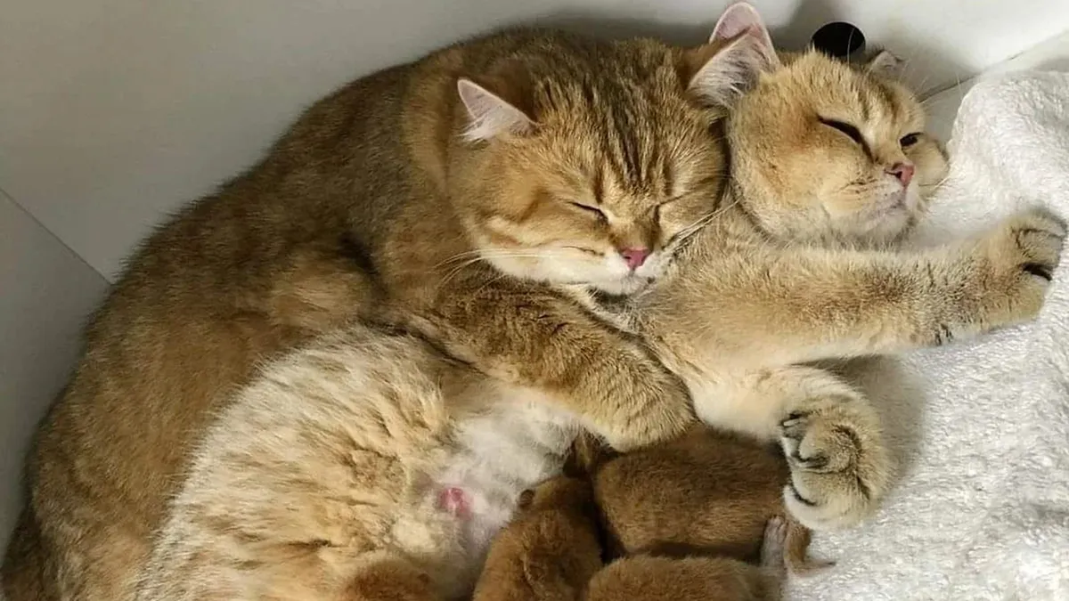 21 Times Mama Cats Showed Their Kittens Just How Much They’re Loved, As Shared By This Page