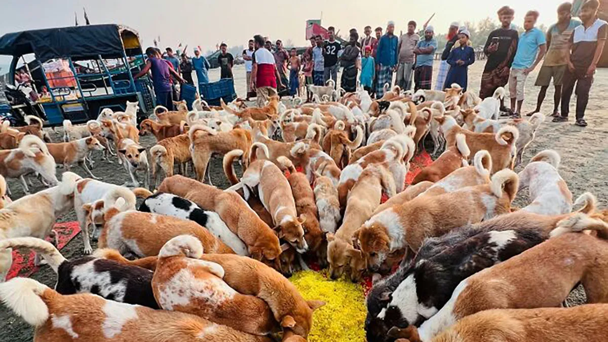 After A Tourism Ban, Hundreds Of Starving Dogs On Saint Martin’s Island Now Depend On Volunteers To Bring Them Food