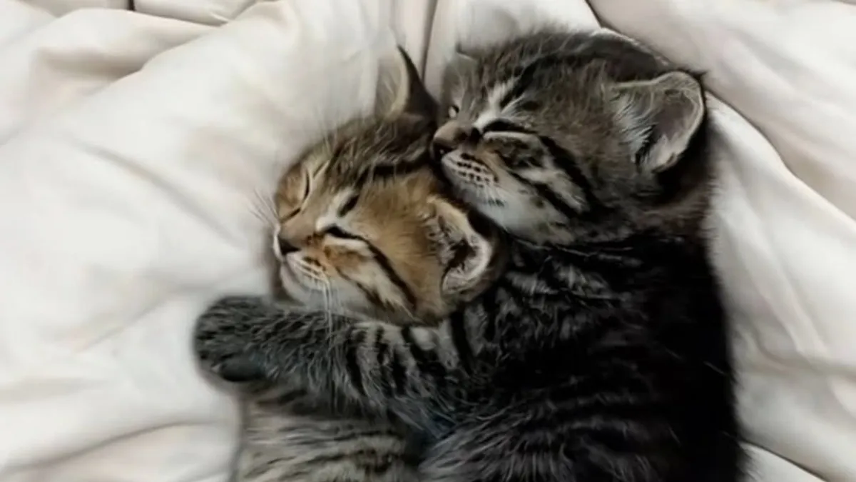 46 Purr-fectly Timed Cat Pics That Might Make You Laugh Out Loud, As Shared By This Page