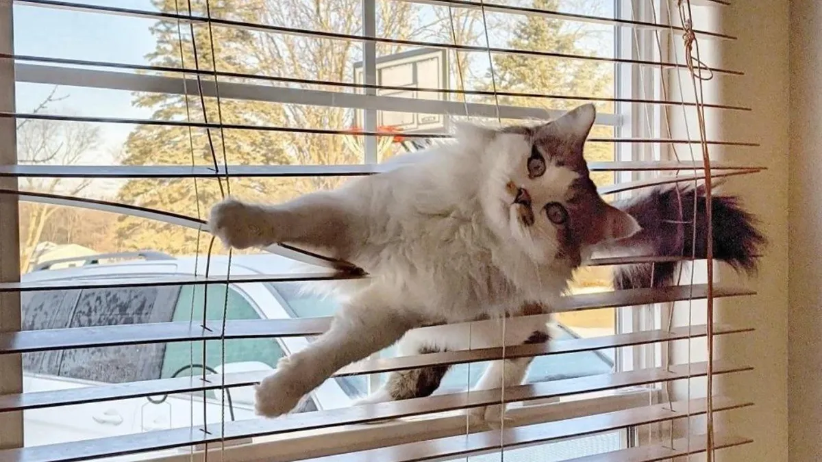 80 Times Cats Were Photographed Before, During, Or After Their Latest Crimes