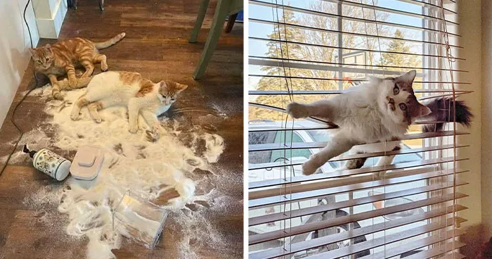 80 Hilarious Cat Crimes That Prove These Furry Suspects Are Always Up To Something